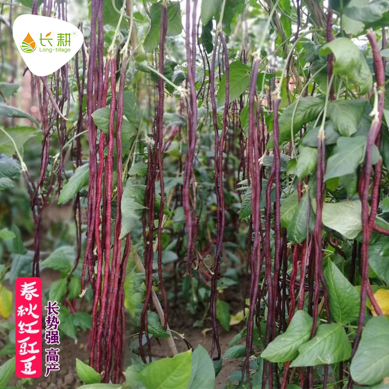 春秋豇豆种籽特长紫红四季