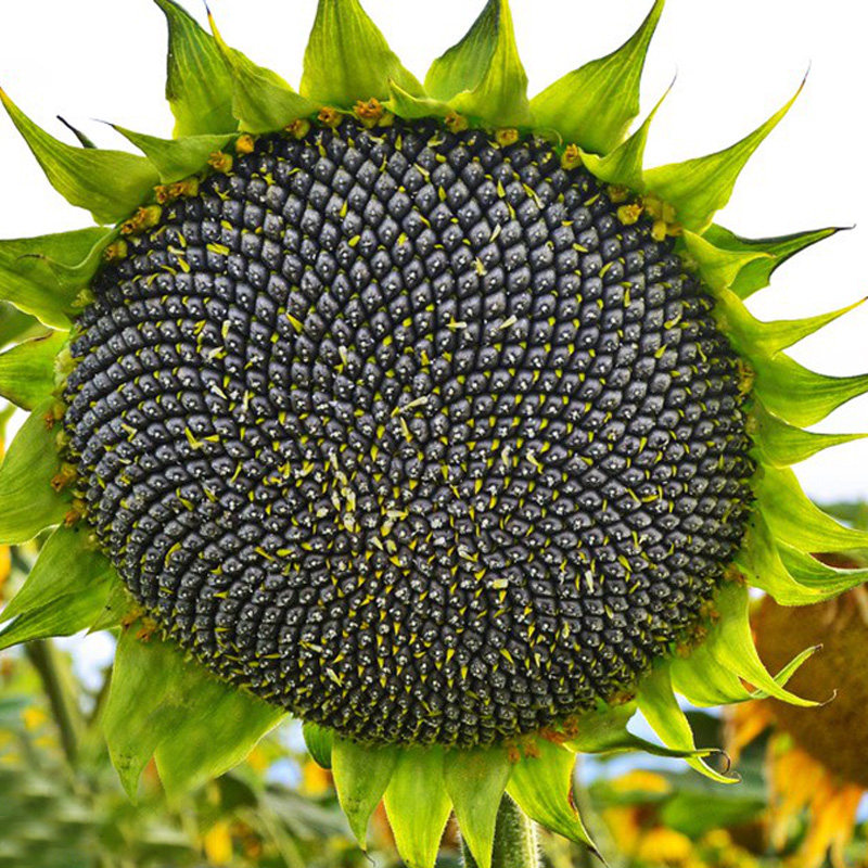 向日葵种孑矮大头油葵向日葵种孑四季食用观赏葵花籽大粒太阳花