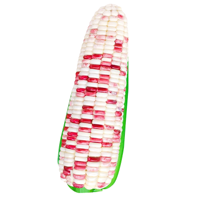 彩甜糯玉米种子彩糯五彩玉米种籽