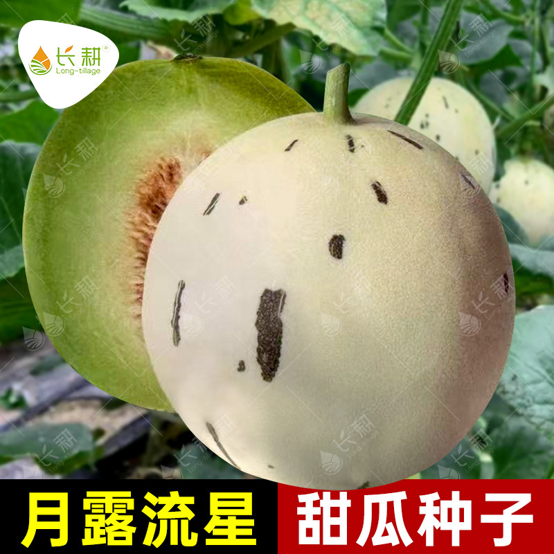 月露流星甜瓜种子超甜绿肉蜜瓜种籽春秋四季新疆冰淇淋瓜水果种孑