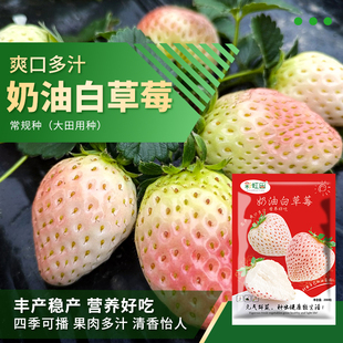 奶油白草莓种子食用香甜高山野草莓种籽春秋四季红颜丹东草莓苗孑
