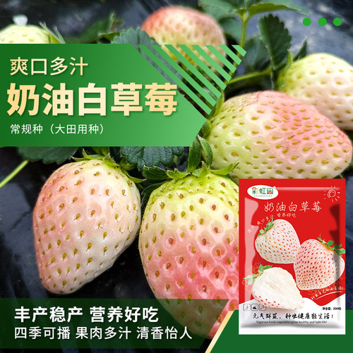 奶油白草莓种子食用香甜高山野草莓种籽春秋四季红颜丹东草莓苗孑