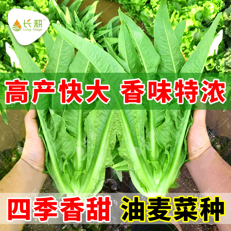 大全四季阳台高产早熟油麦菜种子