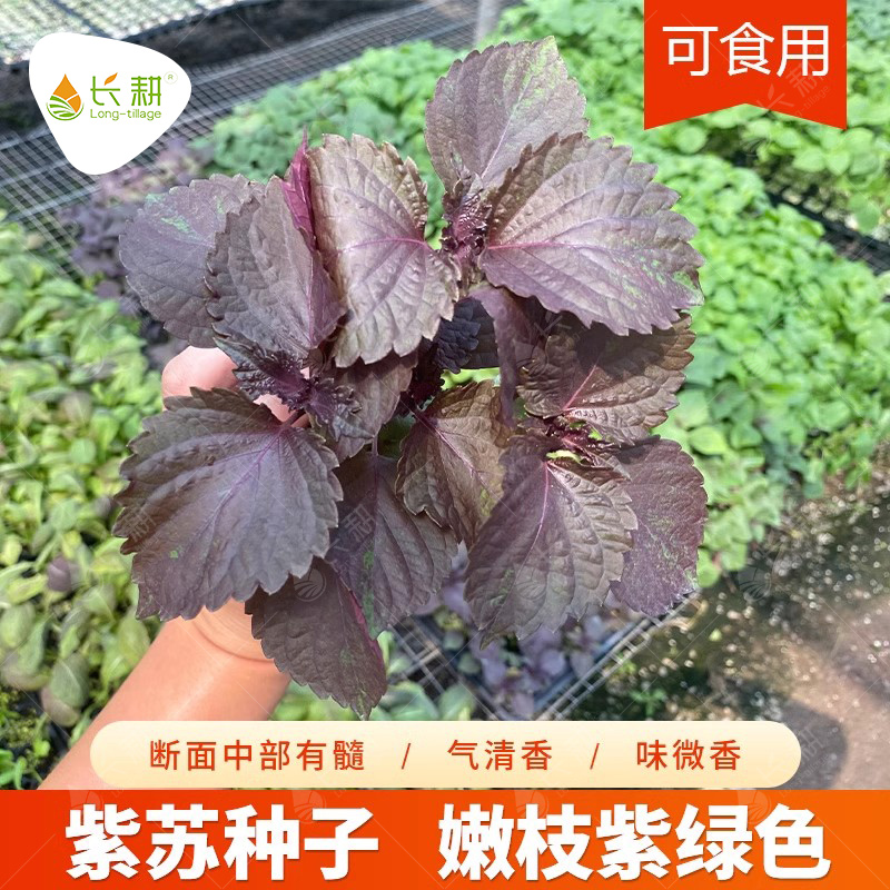 食用紫苏种子四季阳台生菜日本