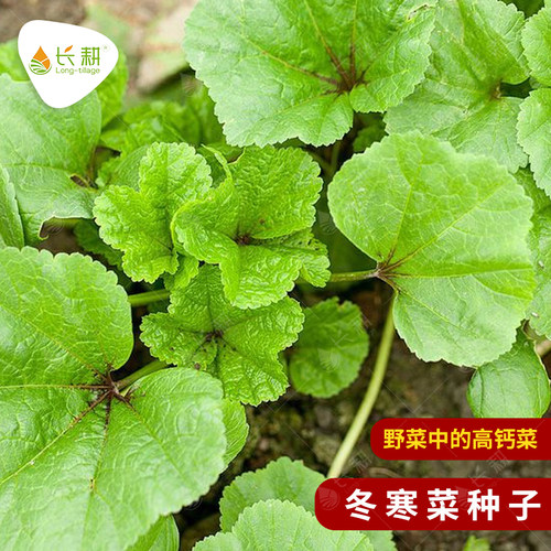 冬寒菜种籽冬苋菜种子
