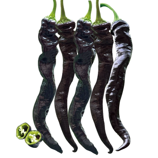 黑椒五号大果螺丝辣椒种子富含花青素紫青椒种籽春秋四季阳台盆栽