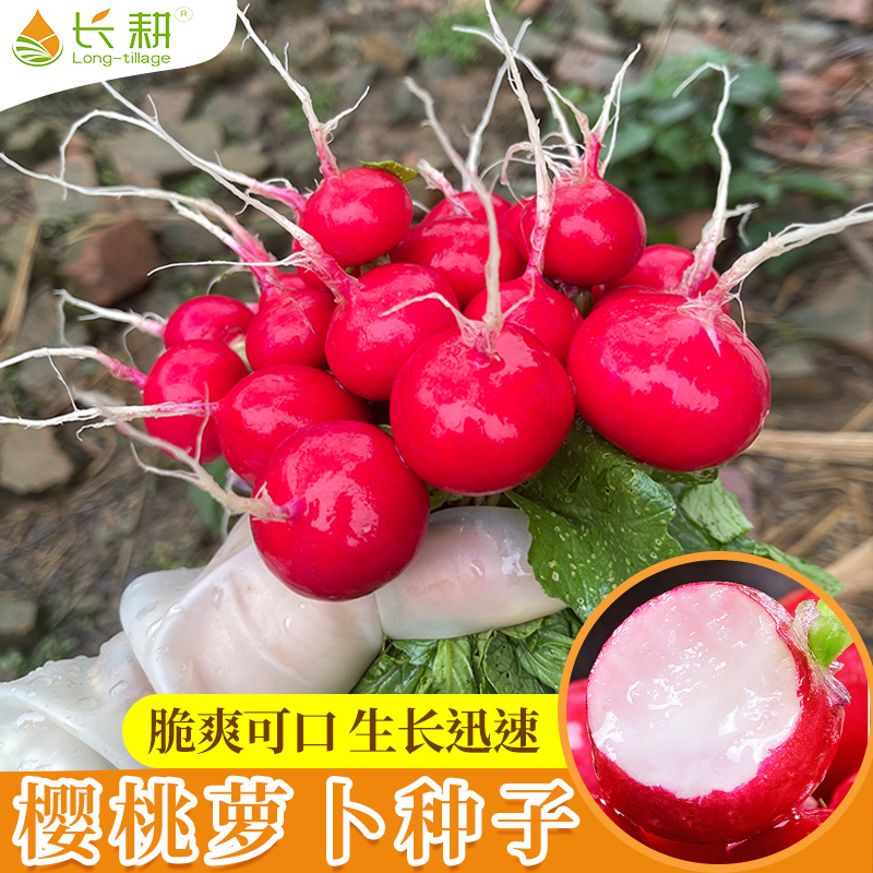 樱桃萝卜种子迷你春秋四季播