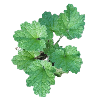 益母草种子药两用春四季菜籽