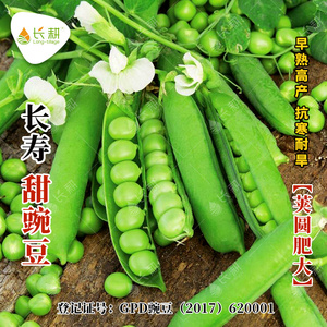 长寿仁甜豌豆种子春秋四季甜脆碗豆种孑清香菜豆青豆农家蔬菜种籽