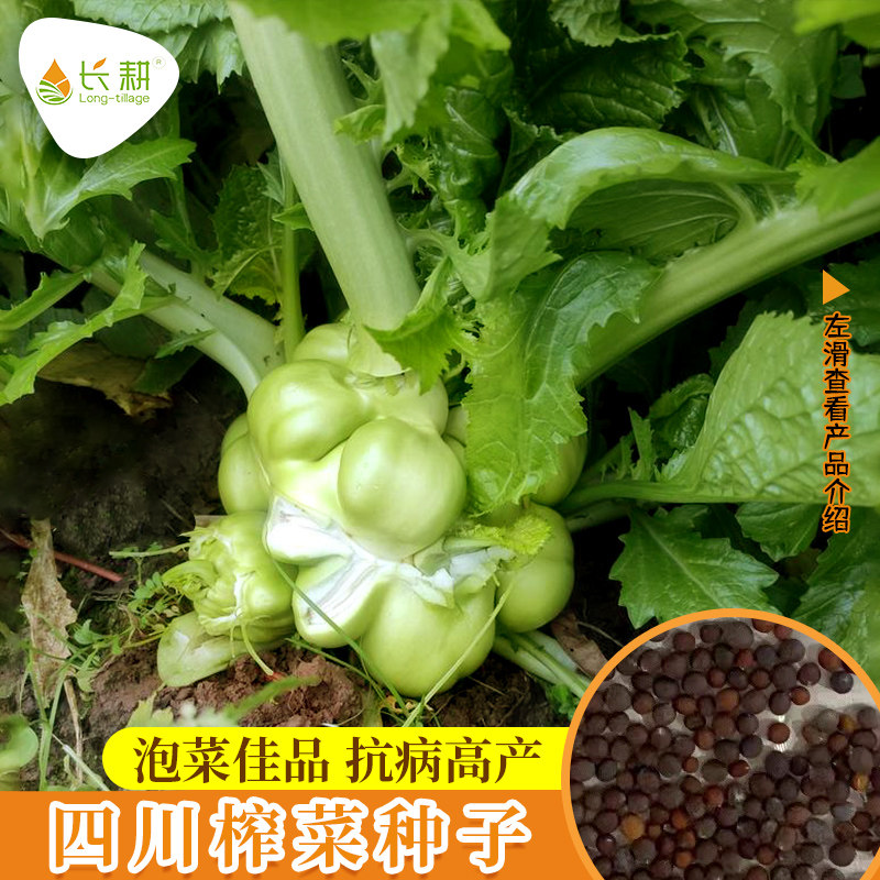 榨菜种子特大四川榨菜种籽春秋四季涪陵芥菜青菜头籽蔬菜种孑大全