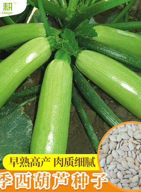 西葫芦种子苗抗病早熟青南瓜种籽茭瓜角盆栽春秋四季阳台蔬菜种孑
