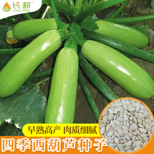 阳台蔬菜种孑 西葫芦种子苗抗病早熟青南瓜种籽茭瓜角盆栽春秋四季