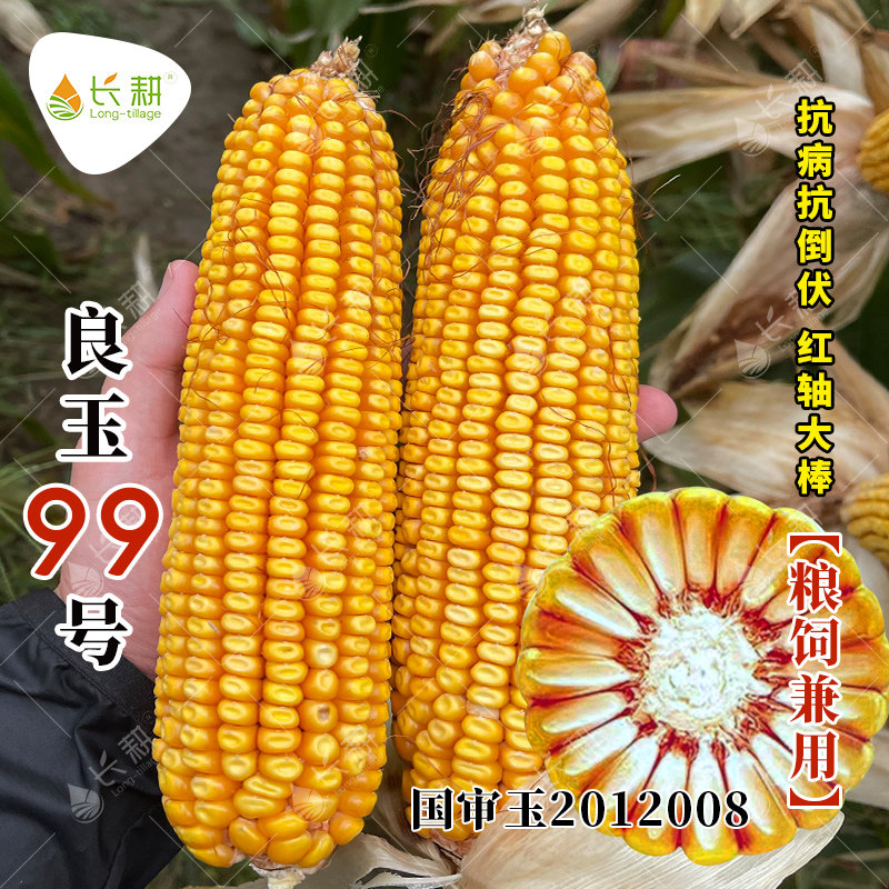 良玉99号玉米种子国审大田饲料玉米种籽春秋季高产红轴抗病苞米孑