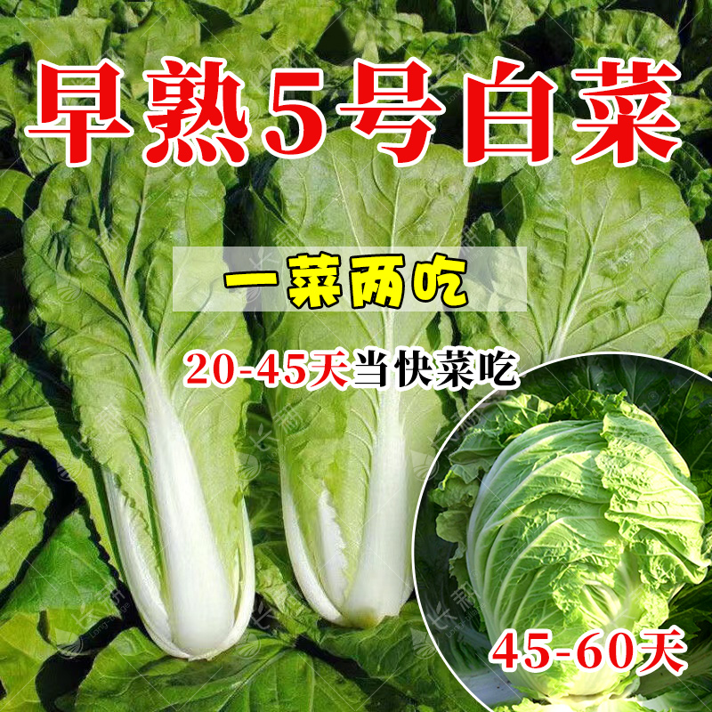 早熟5号白菜种子秋四季