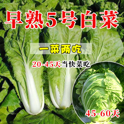 早熟5号白菜种子秋四季