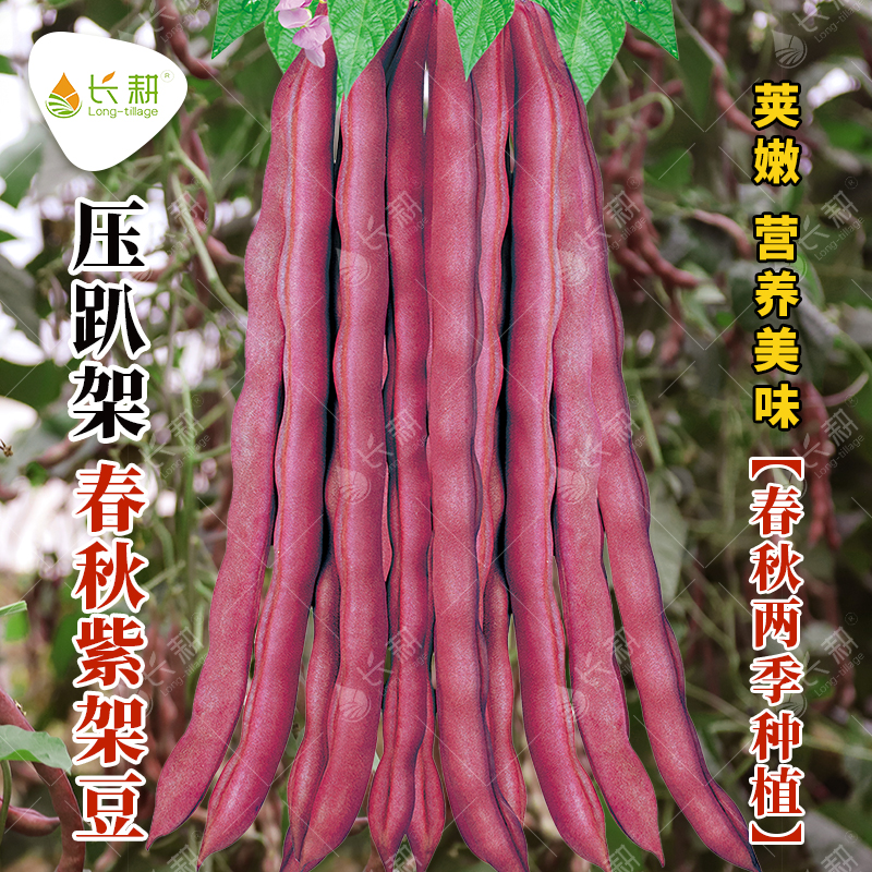 春秋紫架豆种子压趴架豆角
