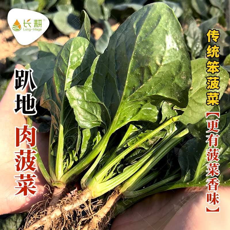 趴地菠菜种子耐寒农家四季