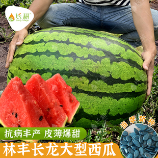 林丰长龙西瓜种子超甜特大懒汉西瓜种籽春秋南方水果早佳甜王种孑