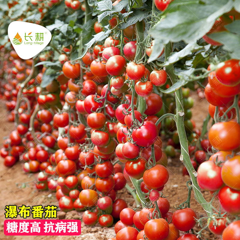 超甜瀑布小番茄种籽圣女果四季种