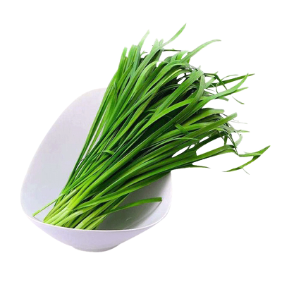 山东宽叶四季根苗蔬菜种孑雪韭