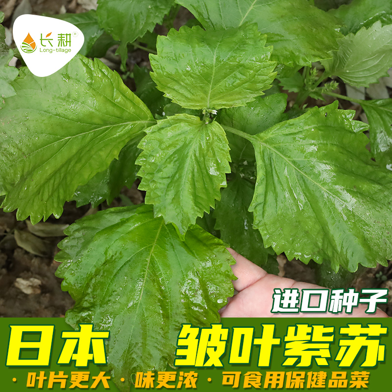 日本大叶绿苏子叶籽苗种籽紫苏种子食用四季盆栽阳台种植蔬菜种孑
