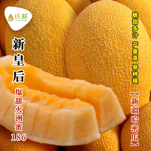 黄皮哈密瓜种籽超甜高产四季播种