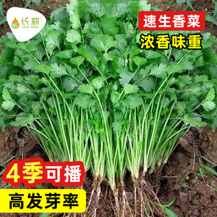 四季 老香菜籽种耐热小叶香菜种籽老品种大叶香菜种子芫荽种籽孑苗