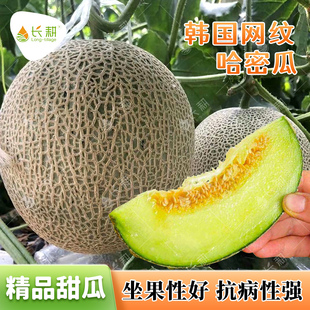 超甜网纹哈密瓜种子新疆甜瓜种籽春秋四季阳台韩国香瓜蜜瓜水果孑