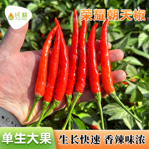 荣耀朝天椒种子大全小米椒种籽超辣簇生辣椒盆栽阳台春四季蔬菜孑