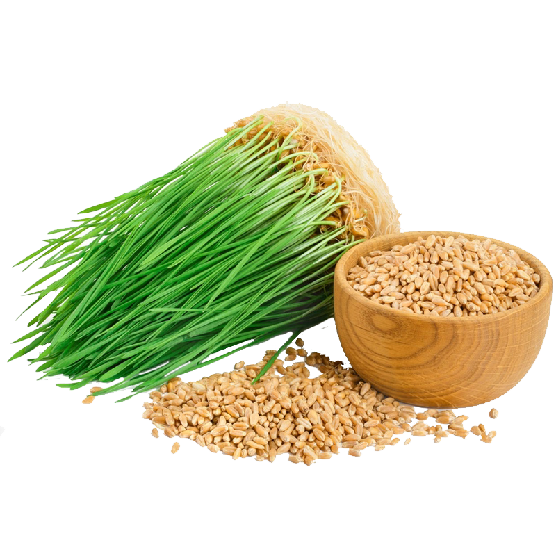 山东速生小麦苗种子猫草种籽小麦草芽苗菜无土栽培阳台四季播种孑