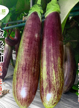 花仙子金丝茄种子彩茄