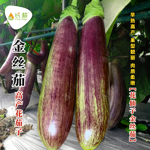 花仙子金丝茄种子早熟抗病花茄竹丝茄种籽春秋四季彩茄种孑苗大全
