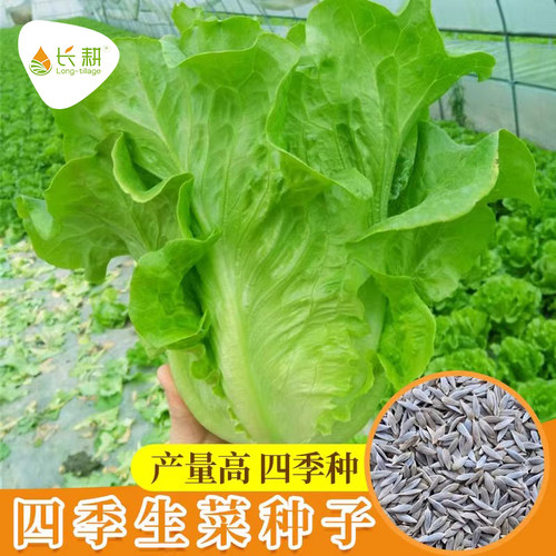 意大利生菜种子速生奶油生菜种籽