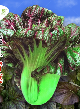 紫红青菜种子春秋四季蔬菜种籽紫色高产速生青菜种孑阳台庭院盆栽