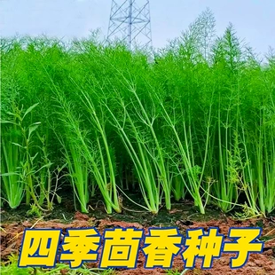 割茬小茴香种子茴香种籽菜种籽大全四季 南方阳台盆栽苗秧蔬菜种孑