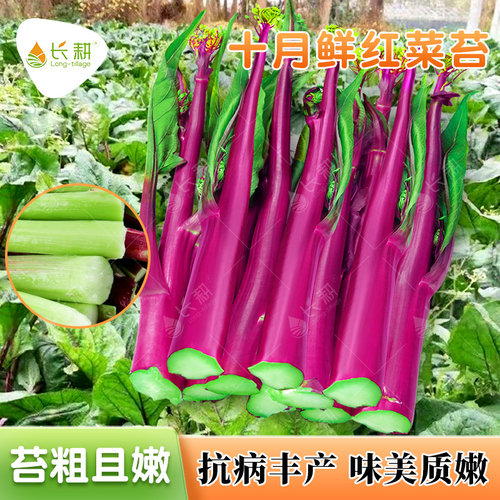 十月鲜红菜苔种子紫菜苔春秋播四季正宗洪山菜苔种籽菜心蔬菜种孑