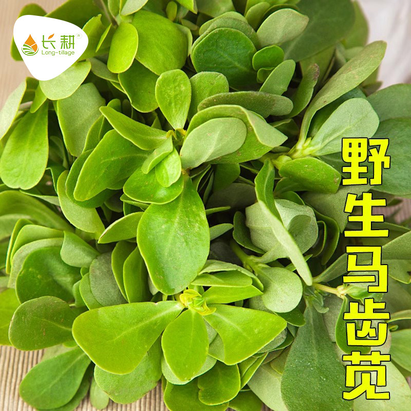 马齿苋种子大叶长寿菜蚂蚱菜春季夏秋冬四季野菜种籽蔬菜种籽大全