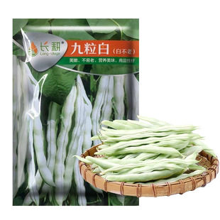 高产九粒白芸豆种种子孑春夏秋冬季菜豆蔬菜种山东老来少豆角种籽