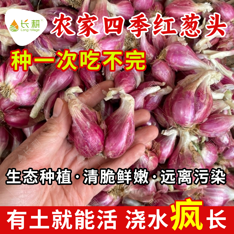 四季小香葱种子火葱种籽红头葱苗盆栽种孑春秋四季小葱苗红根蔬菜