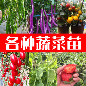 蔬菜苗大全番茄辣椒黄瓜四季