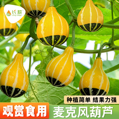 观赏麦克风南瓜种籽玩具小葫芦种子春秋四季阳台盆栽观赏蔬菜中孑