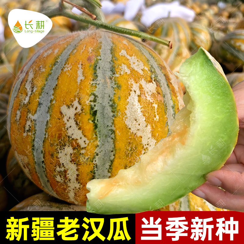 新疆老汉瓜种子超甜西域甜瓜种籽春秋四季阳台盆栽哈密瓜水果种孑