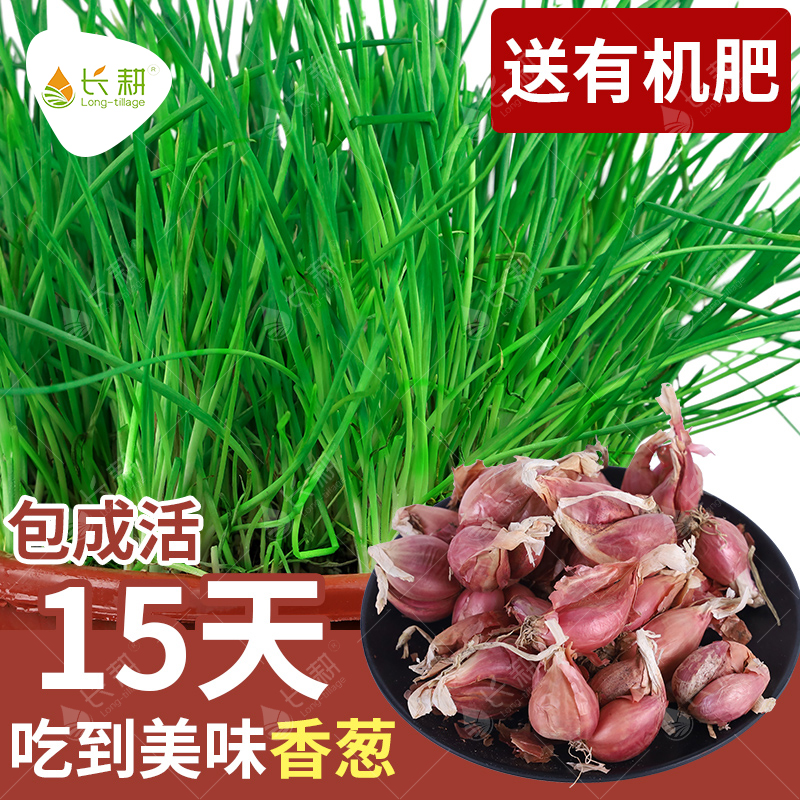 红葱头红根小香葱种子葱籽葱头葱种籽四季火葱头种葱子蔬菜种头孑