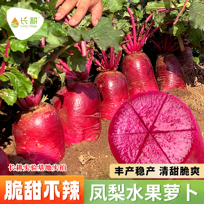 凤梨水果萝卜种子甜脆冰激凌萝卜种籽秋四季紫美人红皮红肉蔬菜孑