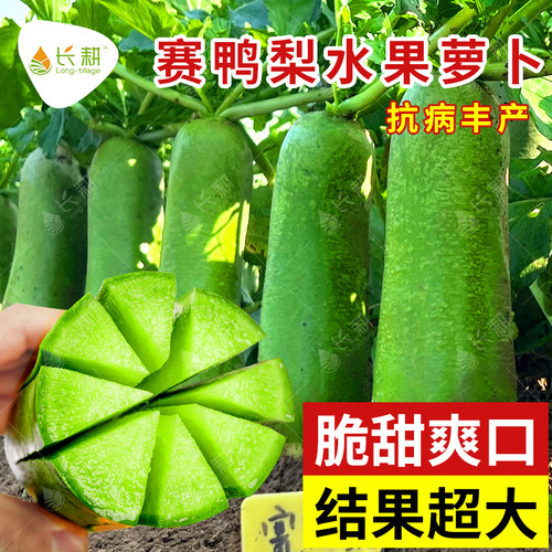 脆甜多汁 高产抗病