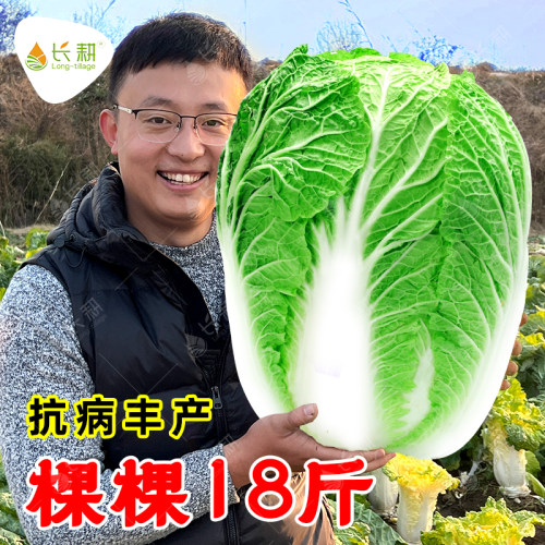 秋播大白菜种子棵棵18斤白菜籽种大全秋四季耐寒阳台大田蔬菜种子