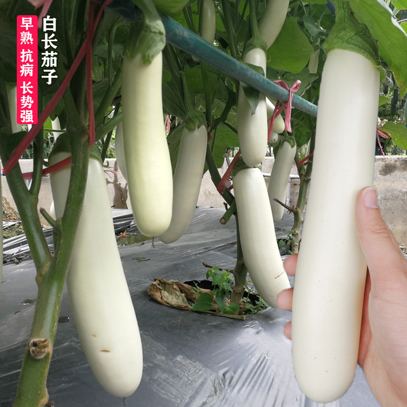 白雪公主白茄子白长茄种子水果茄子种籽春夏秋四季盆栽阳台蔬菜籽