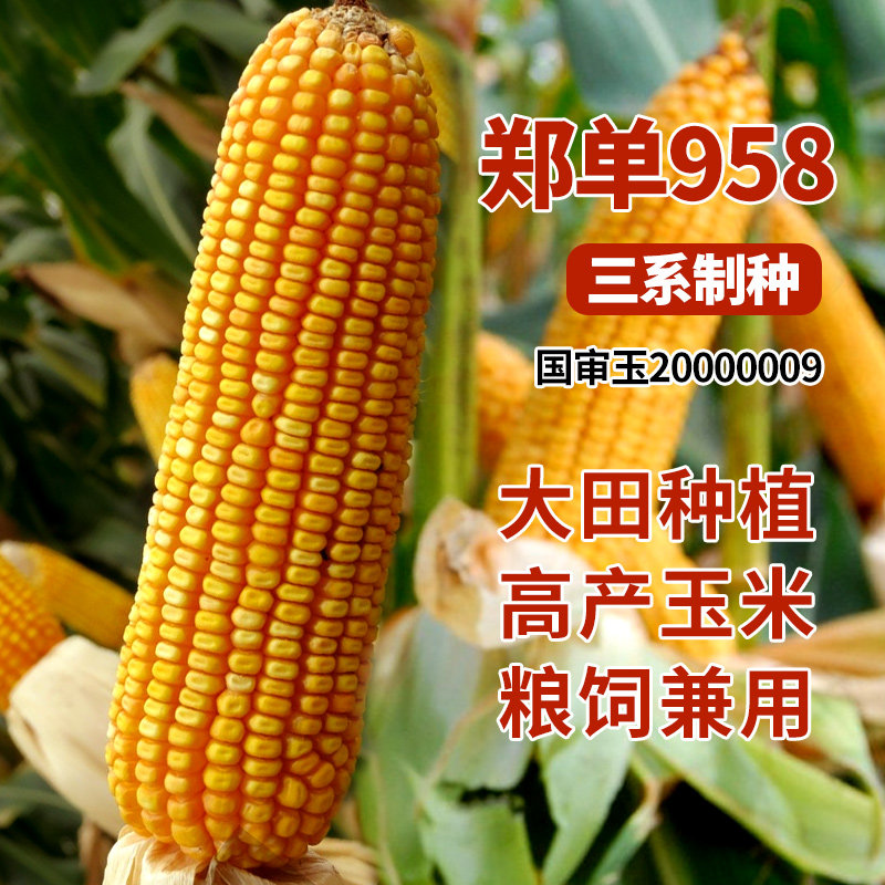郑单958超级高产杂交玉米种子大田饲料包谷种孑良玉99玉米籽大全