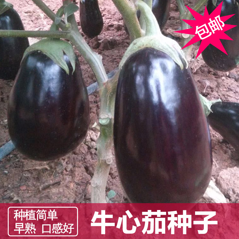 牛心茄子种子矮茄小茄子烧烤茄早熟春季秋季四季播种盆栽露地大棚