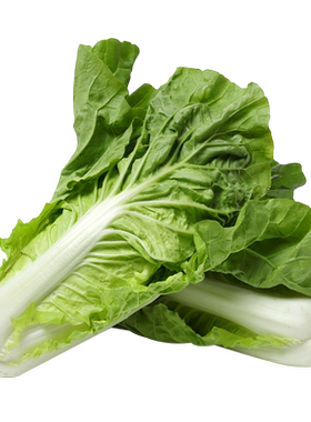 四季奶油快菜种子小白菜种孑菜种籽青菜速生快菜种籽蔬菜籽种大全